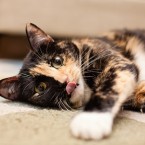 Cats | Pets | Portfolio | Nuena Photography