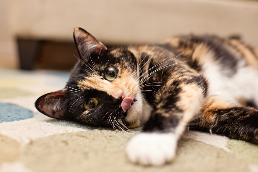 Cats | Pets | Portfolio | Nuena Photography