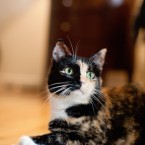 Cats | Pets | Portfolio | Nuena Photography