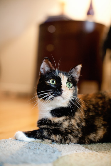 Cats | Pets | Portfolio | Nuena Photography