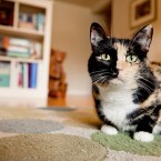 Cats | Pets | Portfolio | Nuena Photography