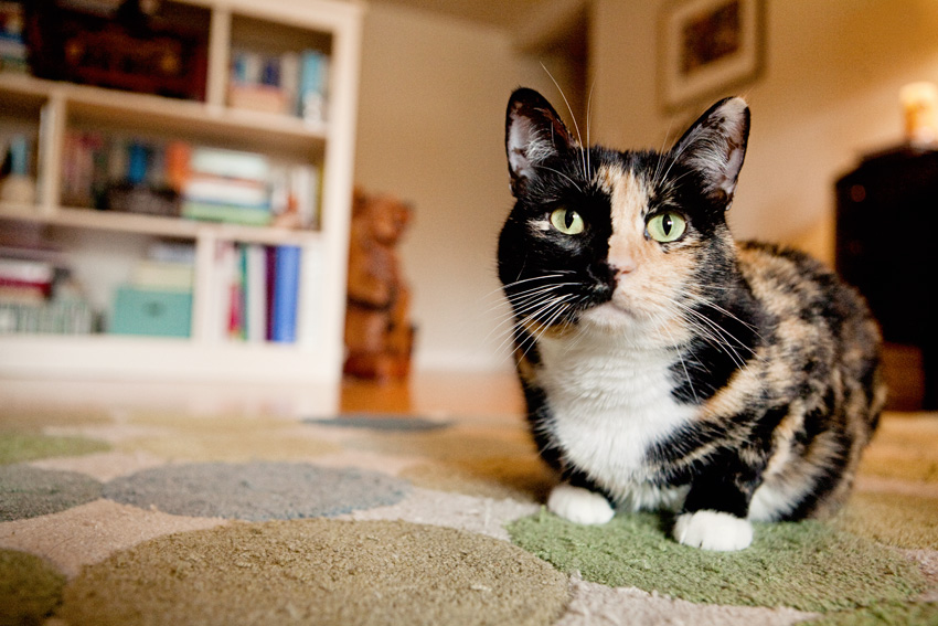 Cats | Pets | Portfolio | Nuena Photography