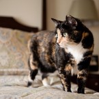 Cats | Pets | Portfolio | Nuena Photography