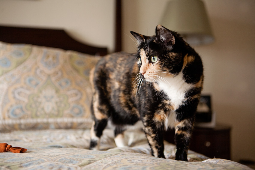 Cats | Pets | Portfolio | Nuena Photography