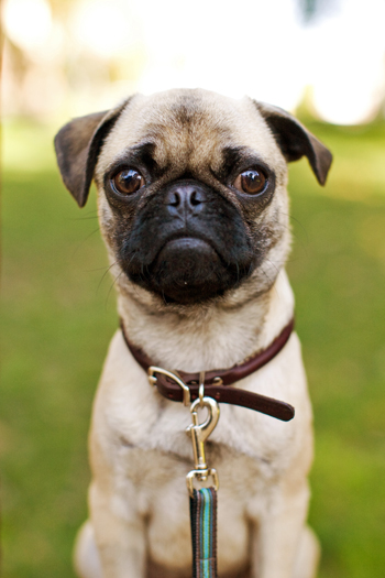 Gus the Pug Contact Nuena Photography
