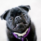 Haffy the Pug