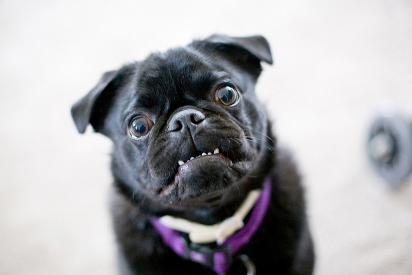 Haffy the Pug