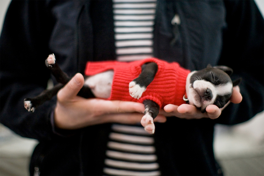 Harley the Boston Terrier | Nuena Photography | San Francisco Dog Photographer