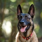Hemi the Belgian Malinois | Nuena Photography | San Francisco Dog Photographer