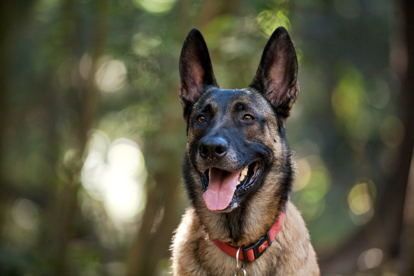 Hemi the Belgian Malinois | Nuena Photography | San Francisco Dog Photographer