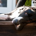 Humphrey the Great Dane | Nuena Photography | San Francisco Dog Photographer