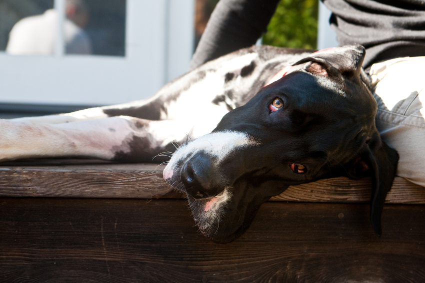 Humphrey the Great Dane | Nuena Photography | San Francisco Dog Photographer