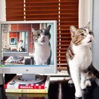 Cats | Pets | Portfolio | Nuena Photography