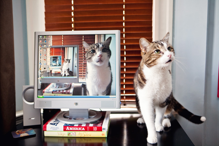 Cats | Pets | Portfolio | Nuena Photography