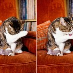 Cats | Pets | Portfolio | Nuena Photography