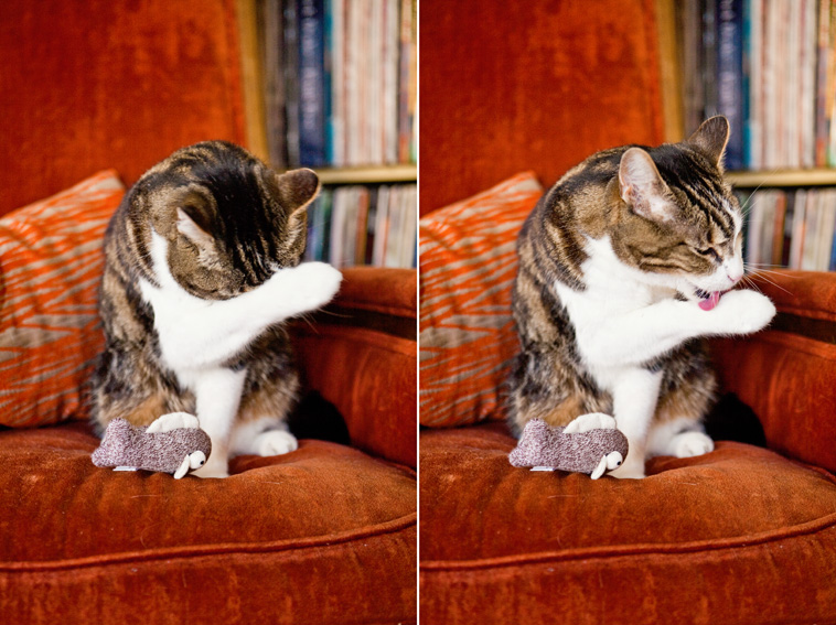 Cats | Pets | Portfolio | Nuena Photography