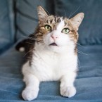 Cats | Pets | Portfolio | Nuena Photography