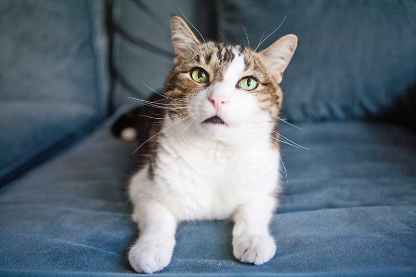 Cats | Pets | Portfolio | Nuena Photography