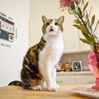 Cats | Pets | Portfolio | Nuena Photography