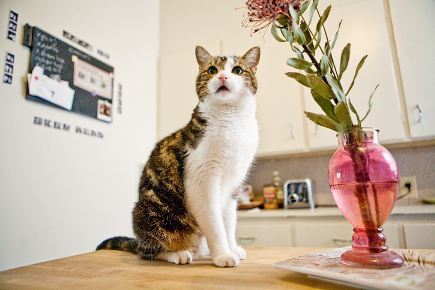 Cats | Pets | Portfolio | Nuena Photography
