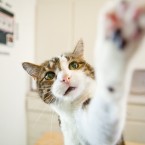 Cats | Pets | Portfolio | Nuena Photography