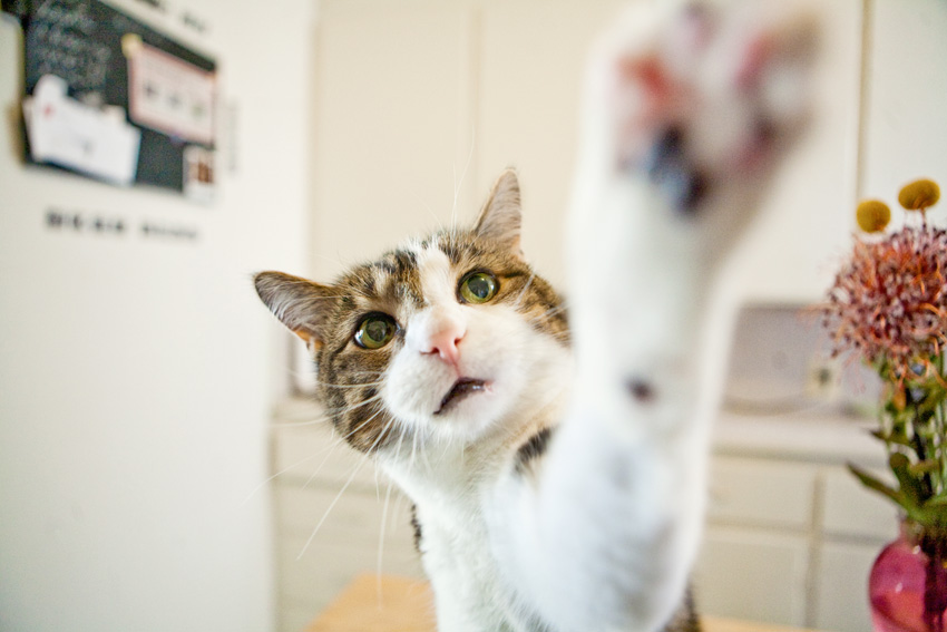 Cats | Pets | Portfolio | Nuena Photography