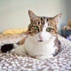 Cats | Pets | Portfolio | Nuena Photography