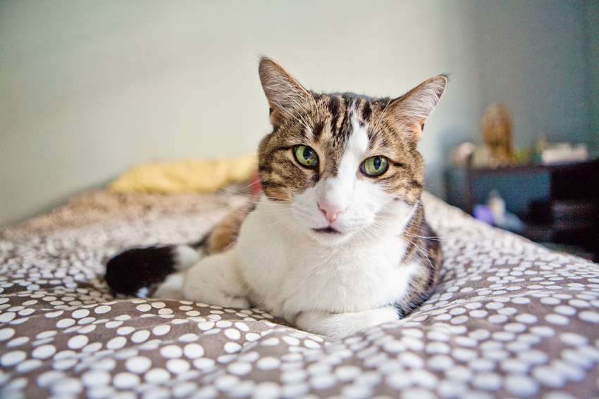 Cats | Pets | Portfolio | Nuena Photography