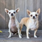 Lily and Bebe the Chihuahuas | Nuena Photography | San Francisco Dog Photographer