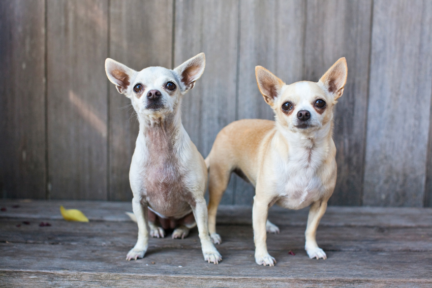 Lily and Bebe the Chihuahuas | Nuena Photography | San Francisco Dog Photographer