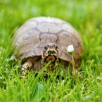 Other Pets | Portfolio | Nuena Photography | SF Bay Area Best Pet Photographer