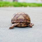 Other Pets | Portfolio | Nuena Photography | SF Bay Area Best Pet Photographer