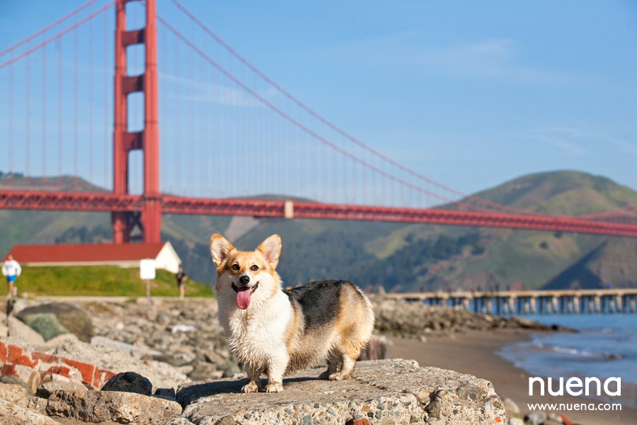 Maka the Corgi | San Francisco Pet Photographer