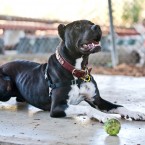 Oreo the Pitbull | Nuena Photography | San Francisco Dog Photographer
