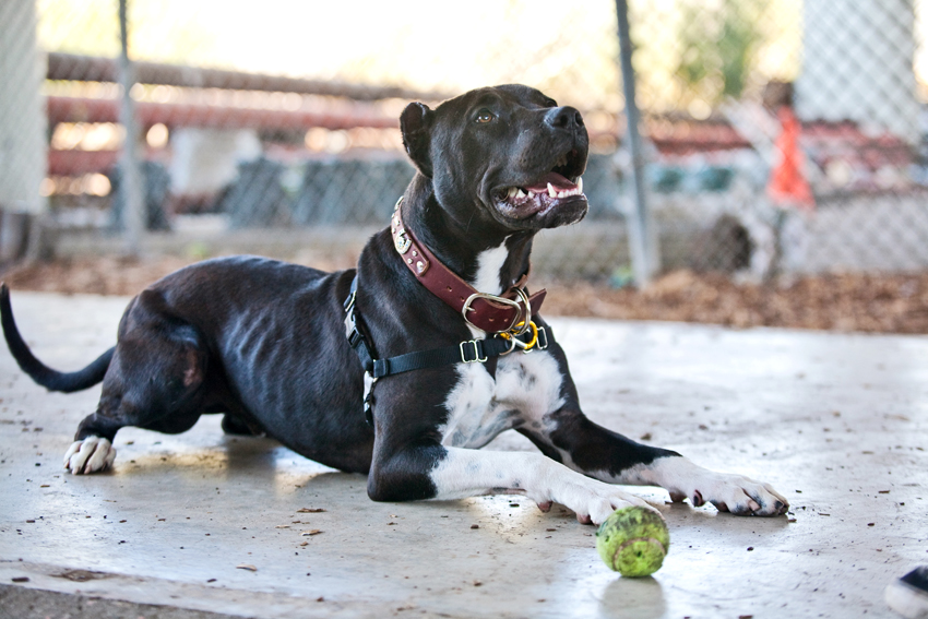 Oreo the Pitbull | Nuena Photography | San Francisco Dog Photographer