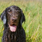 Pacey the Flat Coated Retriever | Nuena Photography | San Francisco Dog Photographer