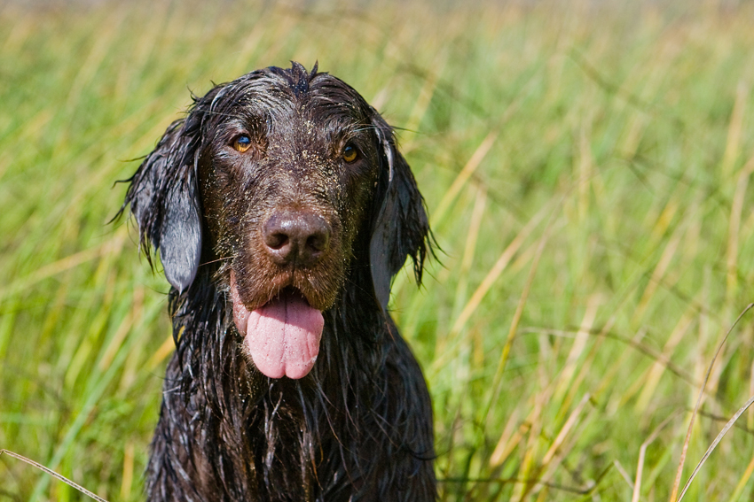 Pacey the Flat Coated Retriever | Nuena Photography | San Francisco Dog Photographer
