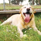 Paco the Labrador Retriever | Nuena Photography | San Francisco Dog Photographer