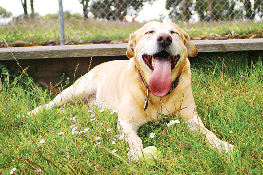 Paco the Labrador Retriever | Nuena Photography | San Francisco Dog Photographer