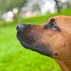 Stella the Rhodesian Ridgeback | Nuena Photography | San Francisco Dog Photographer