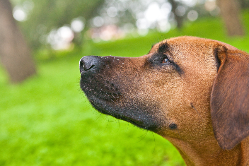 Stella the Rhodesian Ridgeback | Nuena Photography | San Francisco Dog Photographer