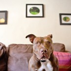 Stella the Pitbull | Nuena Photography | San Francisco Dog Photographer