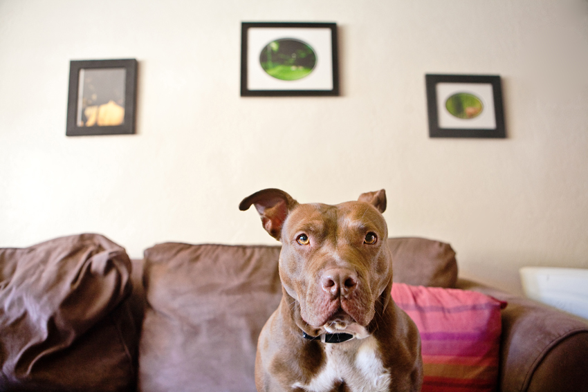 Stella the Pitbull | Nuena Photography | San Francisco Dog Photographer