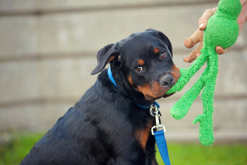 Thor the Rottweiler | Nuena Photography | San Francisco Dog Photographer