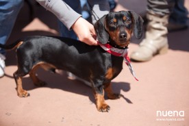Nuena Photography | 2011 Wiener Nationals at Golden Gate Fields