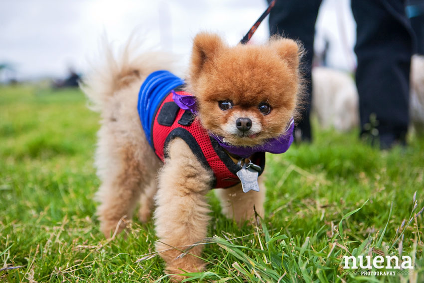 Bark for Life SF | Pomeranian | San Francisco Dog Photographer