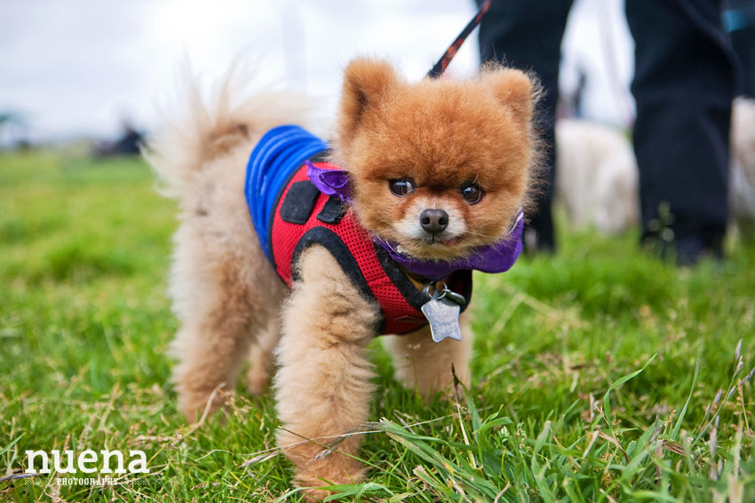 Bark For Life | San Francisco Dog Photographer