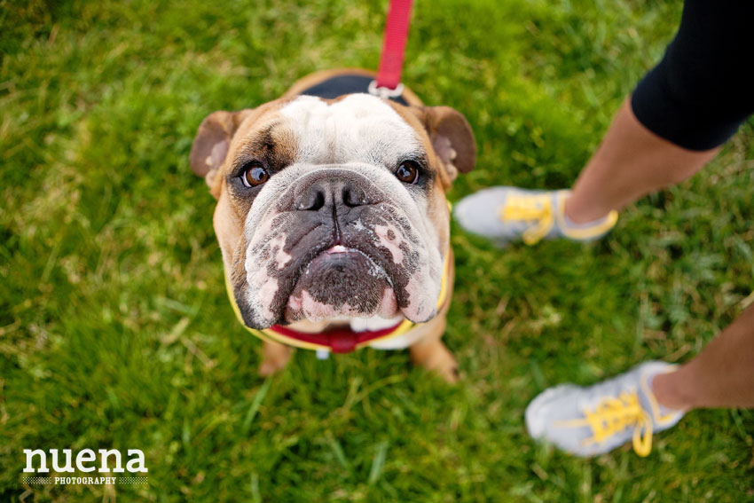 Bark For Life | San Francisco Dog Photographer