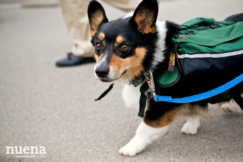 Bark For Life | San Francisco Dog Photographer