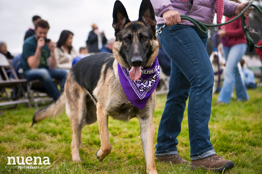 Bark For Life | San Francisco Dog Photographer